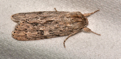 Acronicta impleta