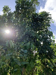 Polyscias guilfoylei