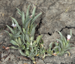 Epilobium cleistogamum