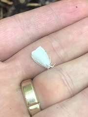 Nymphostola galactina