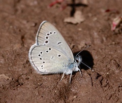 Glaucopsyche lygdamus