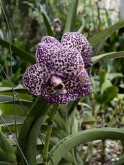 Vanda