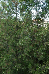 Platycladus orientalis