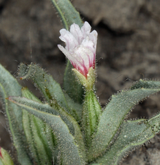 Epilobium cleistogamum