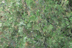 Platycladus orientalis