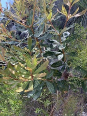 Banksia conferta