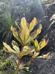 Banksia conferta
