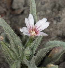 Epilobium cleistogamum