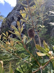 Banksia conferta
