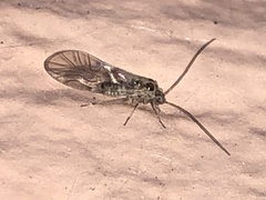 Teliapsocus