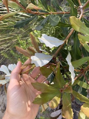 Banksia conferta