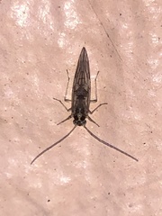 Teliapsocus