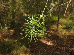 Persoonia virgata