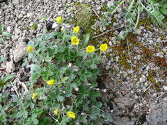 Potentilla villosa