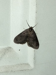 Operophtera occidentalis