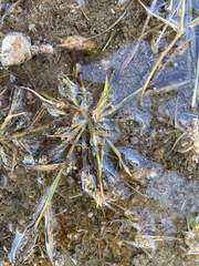 Sporobolus alopecuroides