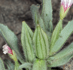 Epilobium cleistogamum