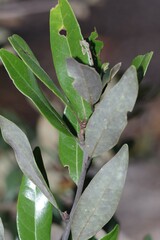 Persea humilis