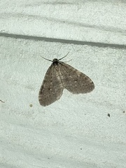 Operophtera occidentalis