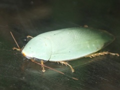 Panchlora