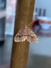 Operophtera occidentalis