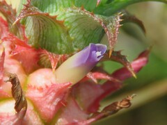 Ananas comosus microstachys