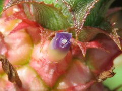 Ananas comosus microstachys