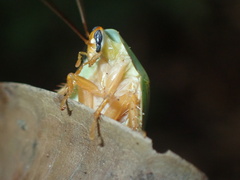Panchlora
