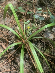 Hypoxis curtissii