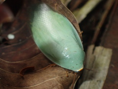 Panchlora