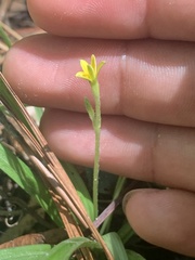 Hypoxis curtissii