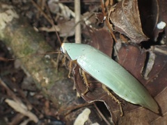 Panchlora