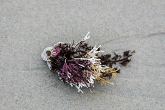 Calliarthron tuberculosum