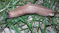 Tandonia