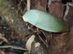 Panchlora
