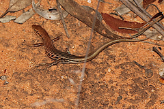Ctenotus