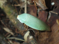 Panchlora