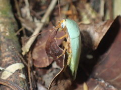 Panchlora