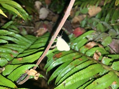 Operophtera occidentalis