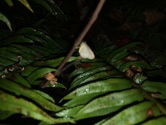 Operophtera occidentalis