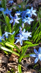 Scilla siberica
