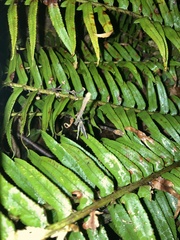 Operophtera occidentalis