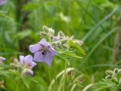 Geranium erianthum