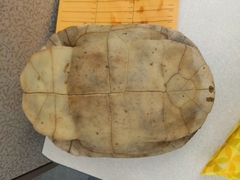 Pseudemys concinna concinna