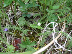 Moehringia lateriflora