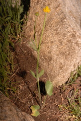Ranunculus cardiophyllus