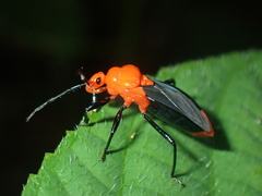 Ectrichodiinae