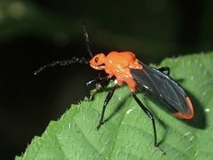 Ectrichodiinae