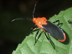 Ectrichodiinae