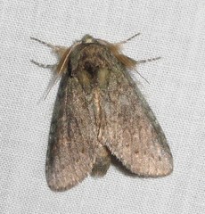 Cecrita biundata